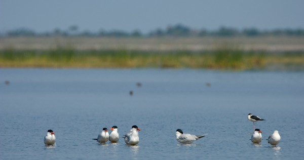 birds floating on the water