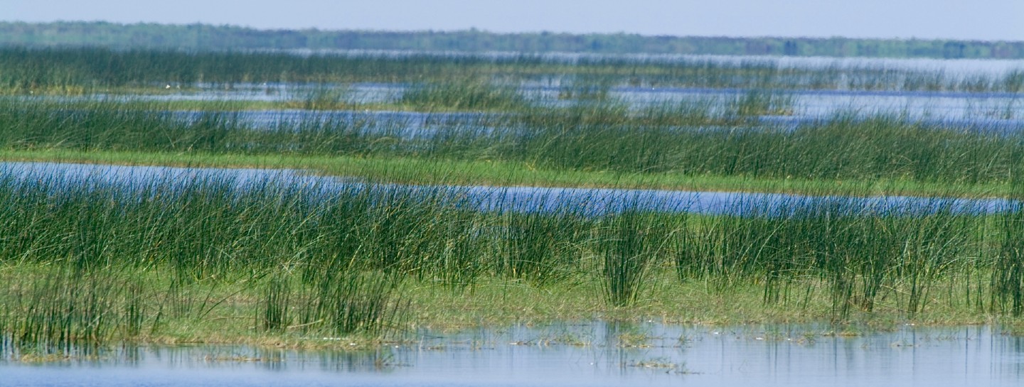 reeves and grass in water