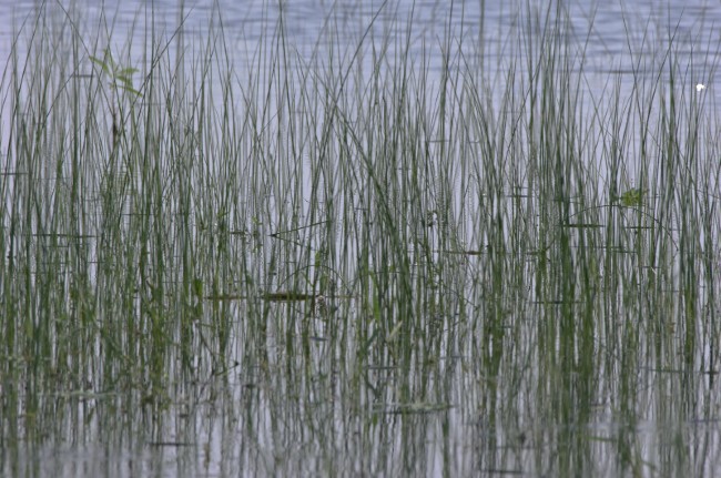 reeds in lake