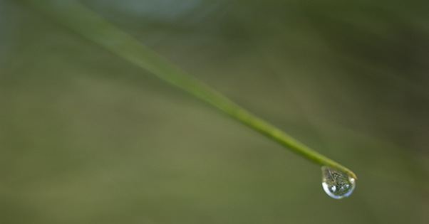 water droplet on leaf edge