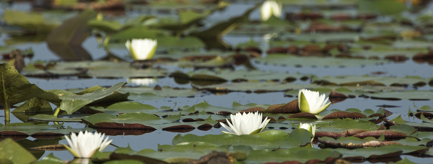 lily pads