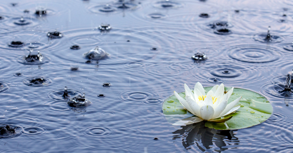 White water lily blooming as raindrops creates ripples across the water