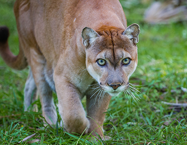 Florida panther