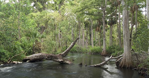 fallen tree in river