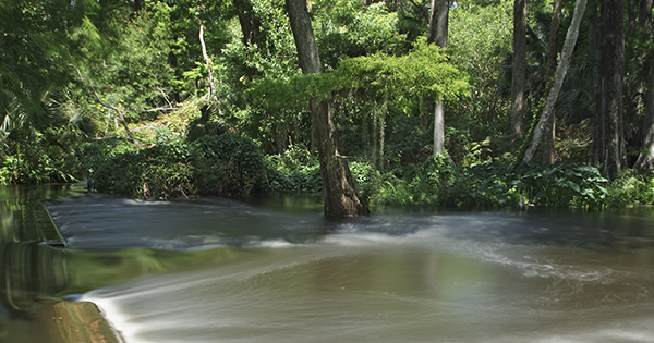 river flowing through forest