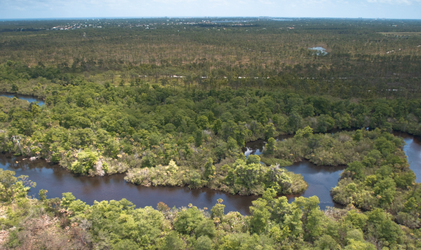 river winding through trees