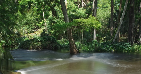 river flowing through forest