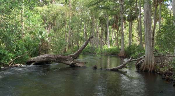 river flowing through forest