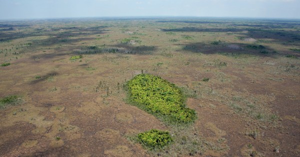 aerial view of wetland