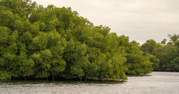 mangrove trees on river's edge