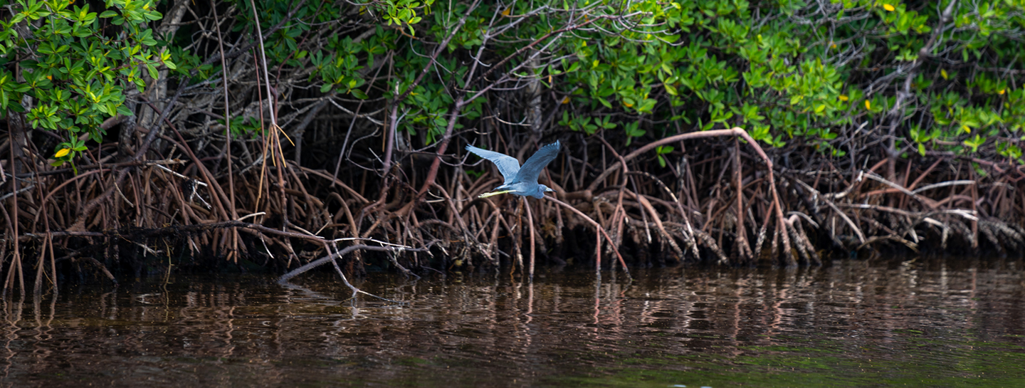 mangrove_with_bird