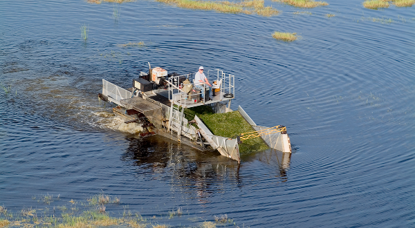 boat gathering invasive vegetation