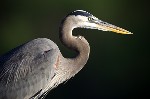 photo of great blue heron