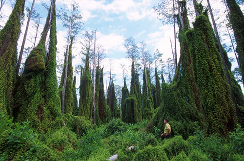 photo of Lygodium covering an Everglades tree island