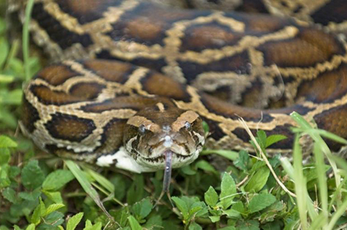 photo of a Burmese python