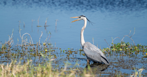 Nubbin Slough