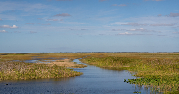 water traveling through a marsh