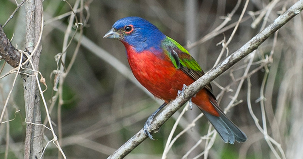 Painted Bunting Bird