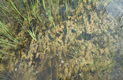periphyton