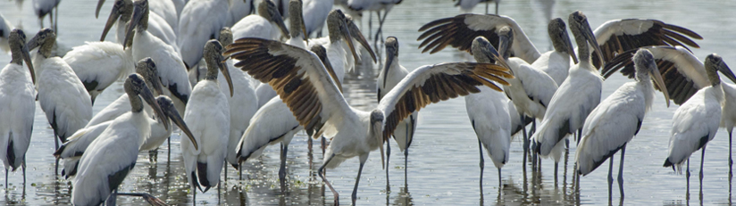 Wood storks on the water
