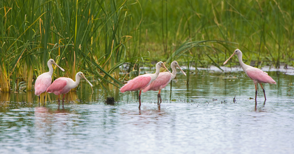 Roseate spoonbill 