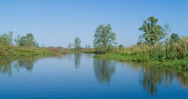 trees next to pond