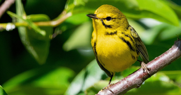Yellow Prairie Warbler Bird