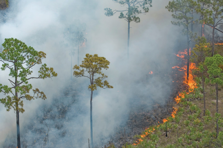 Controlled burn moving through vegetation in a pine forest with smoke and visible flames