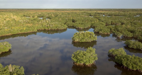 river running through mangroves