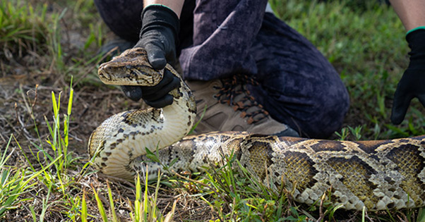 python being held