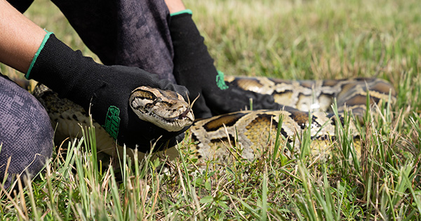 person holding python on ground