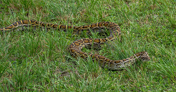 python slithering through grass