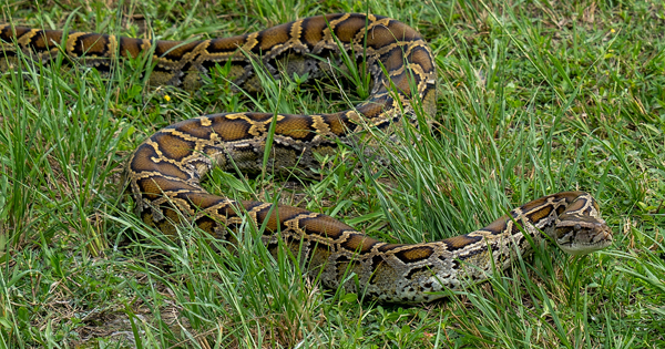 Python on grass