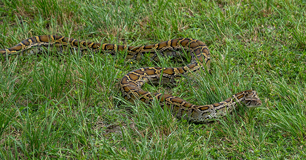 Burmese Pythons