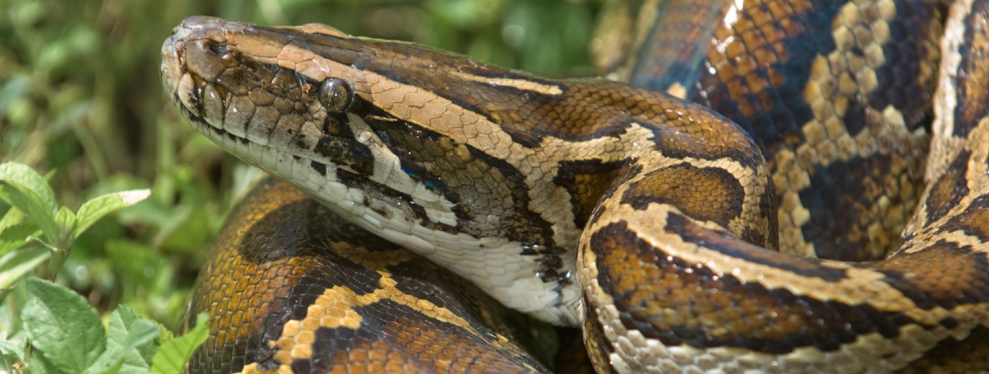 python in grass