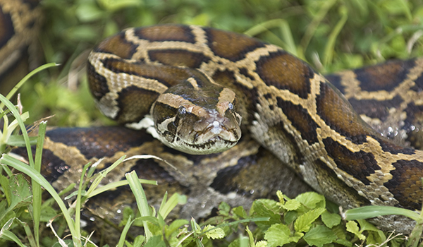 python coiled to strike