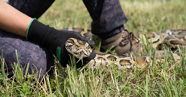 python held on ground