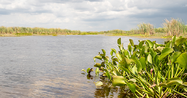 plants on a pond