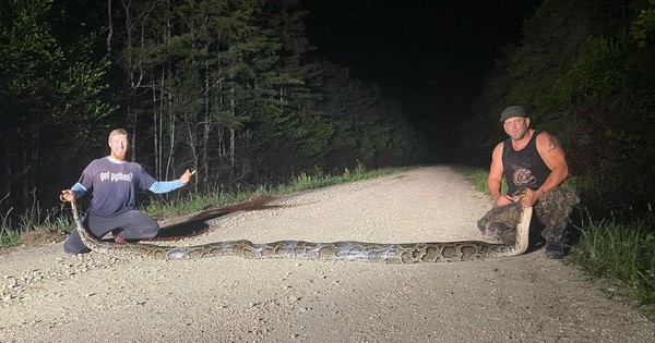 python laid out on road