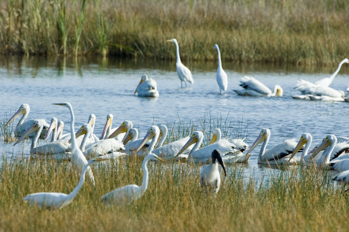 Pelicans and Egrets Wading in the Marsh at Allapattah Flats