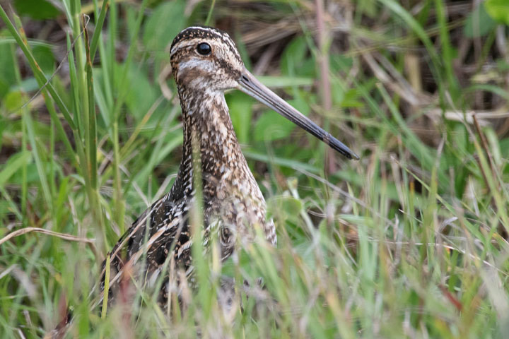 Wilson's Snipe Bird