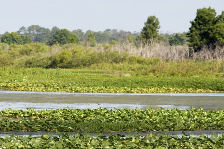 Calm lake surrounded by vegetation
