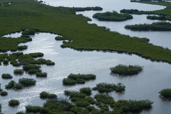 Mangrove trees along the water.