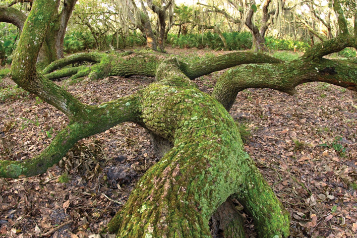 Large Tree
