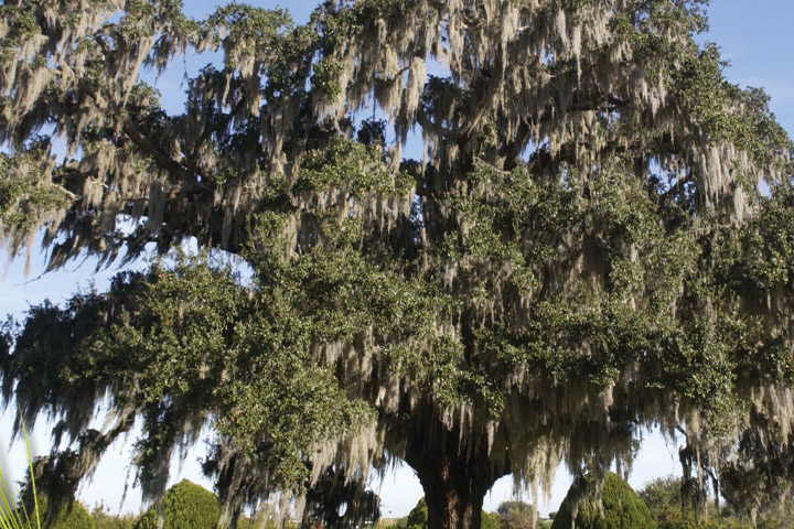 Large oak tree