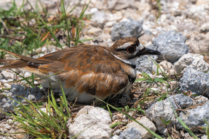 Killdeer on nest at STA 3/4