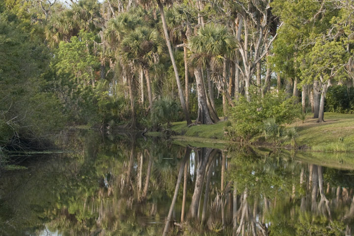 Reflection of trees on calm water.