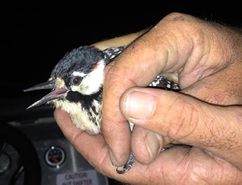 photo of red-cockaded woodpecker