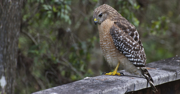 Red shouldered Hawk 