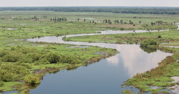 river flowing through wetland